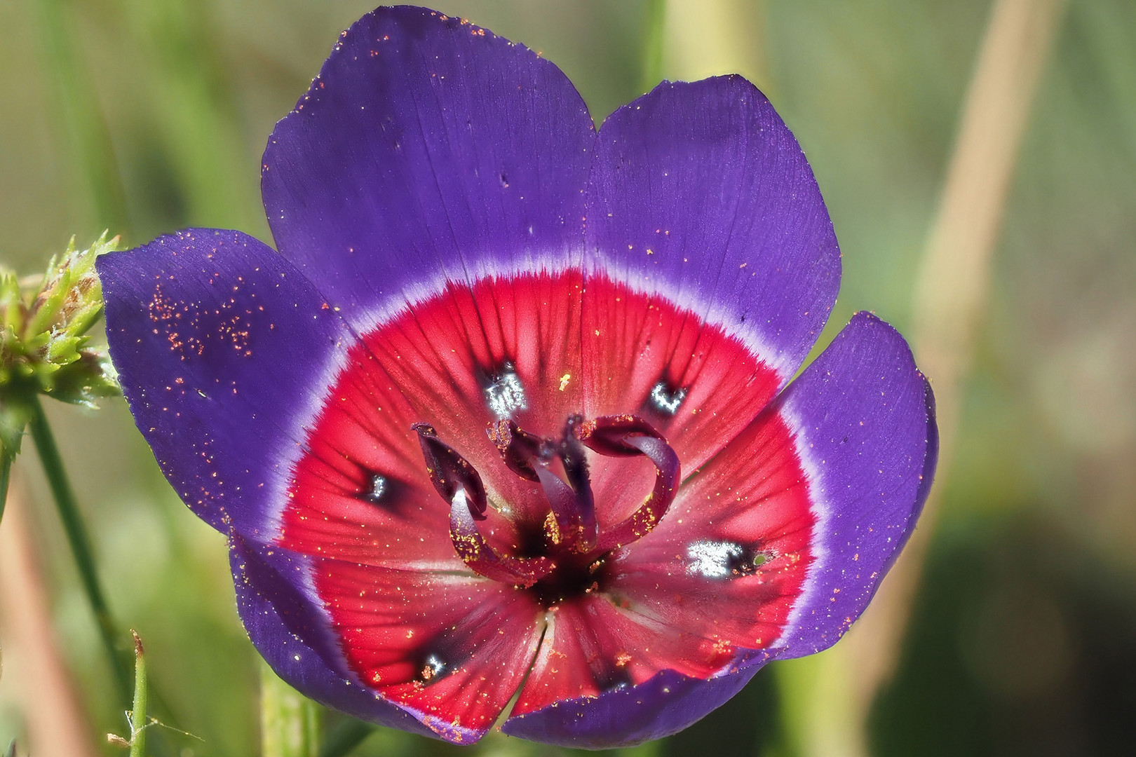 Atlasseideblume, Geissorhiza radians