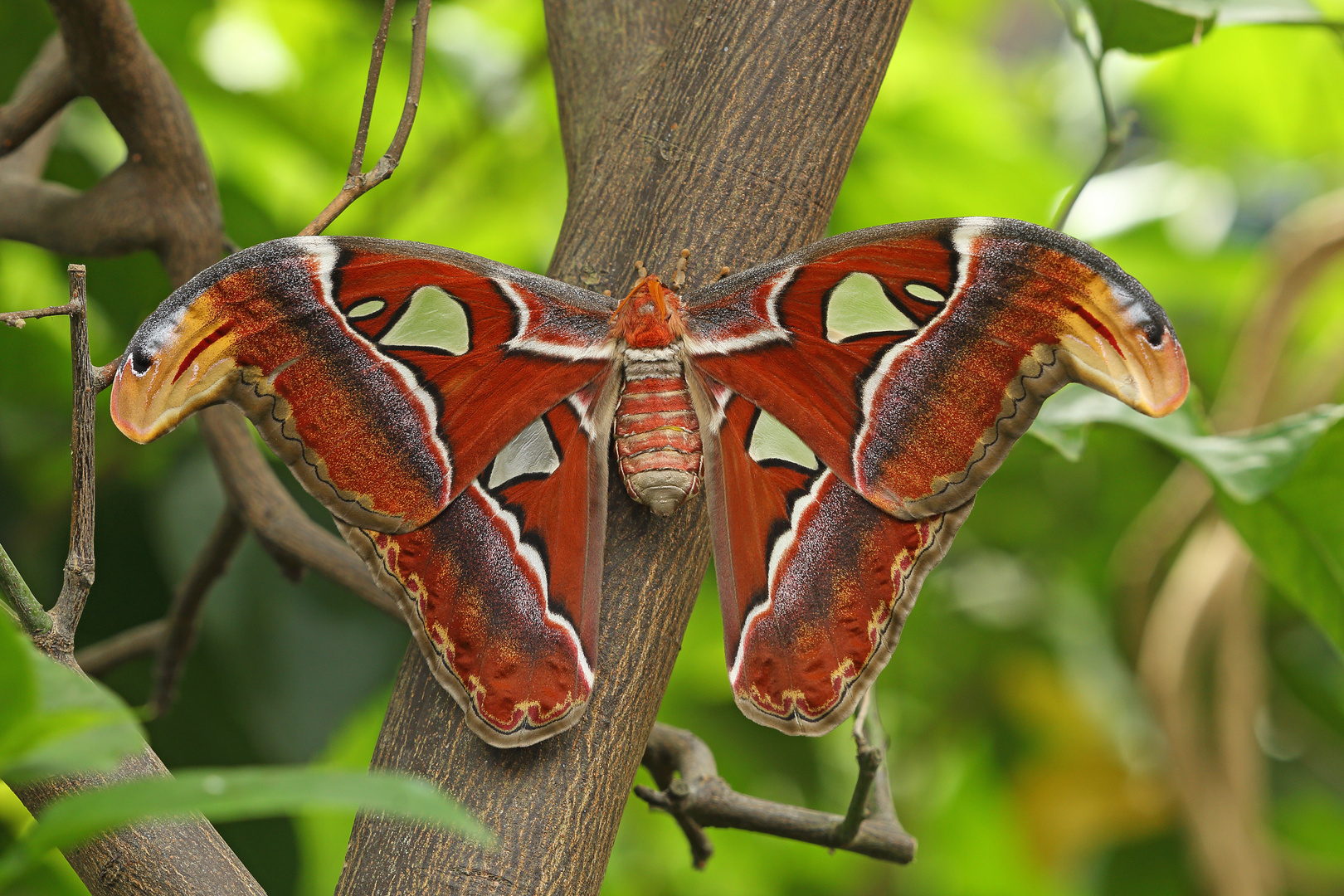 Atlasspinner Foto Bild Tiere Zoo Wildpark Falknerei Insekten Spinnen Bilder Auf Fotocommunity
