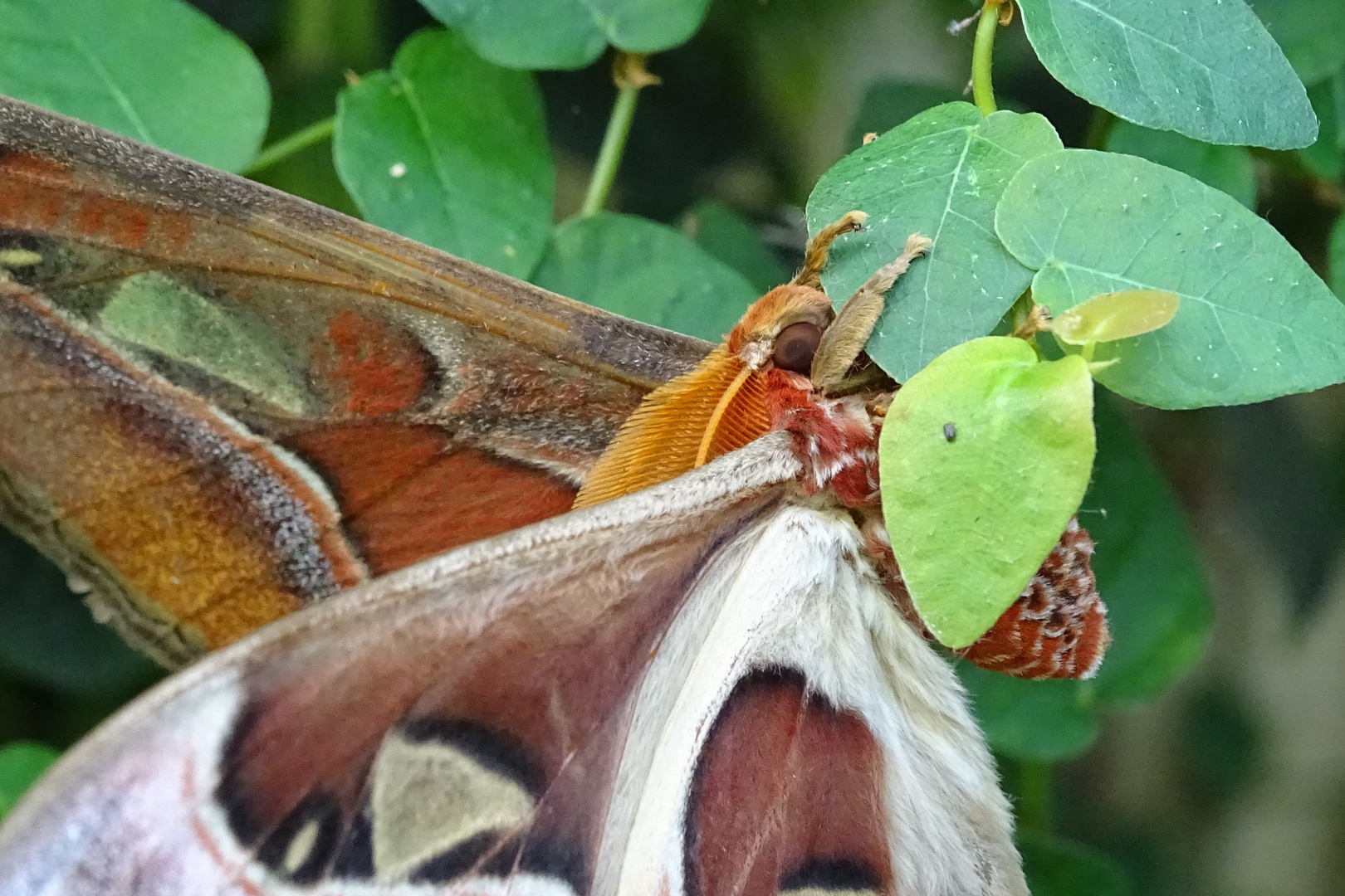 Atlasspinner (Attacus atlas)