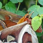 Atlasspinner (Attacus atlas)