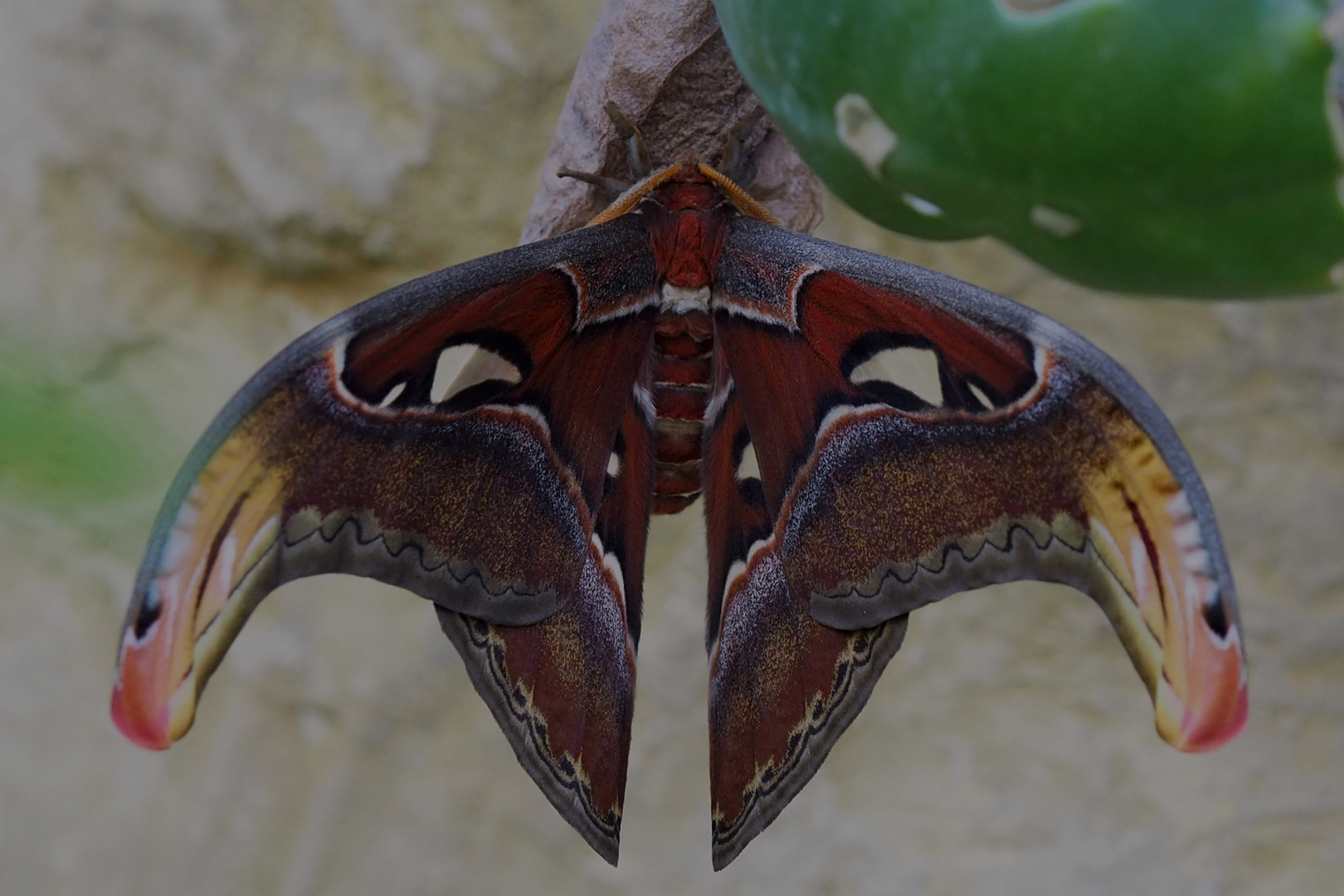 Atlasspinner (Attacus atlas) 1