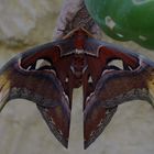 Atlasspinner (Attacus atlas) 1