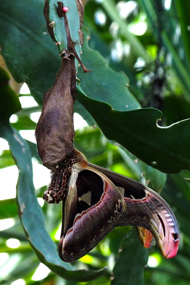 Atlasspinner (Attacus atlas) 2