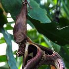 Atlasspinner (Attacus atlas) 2