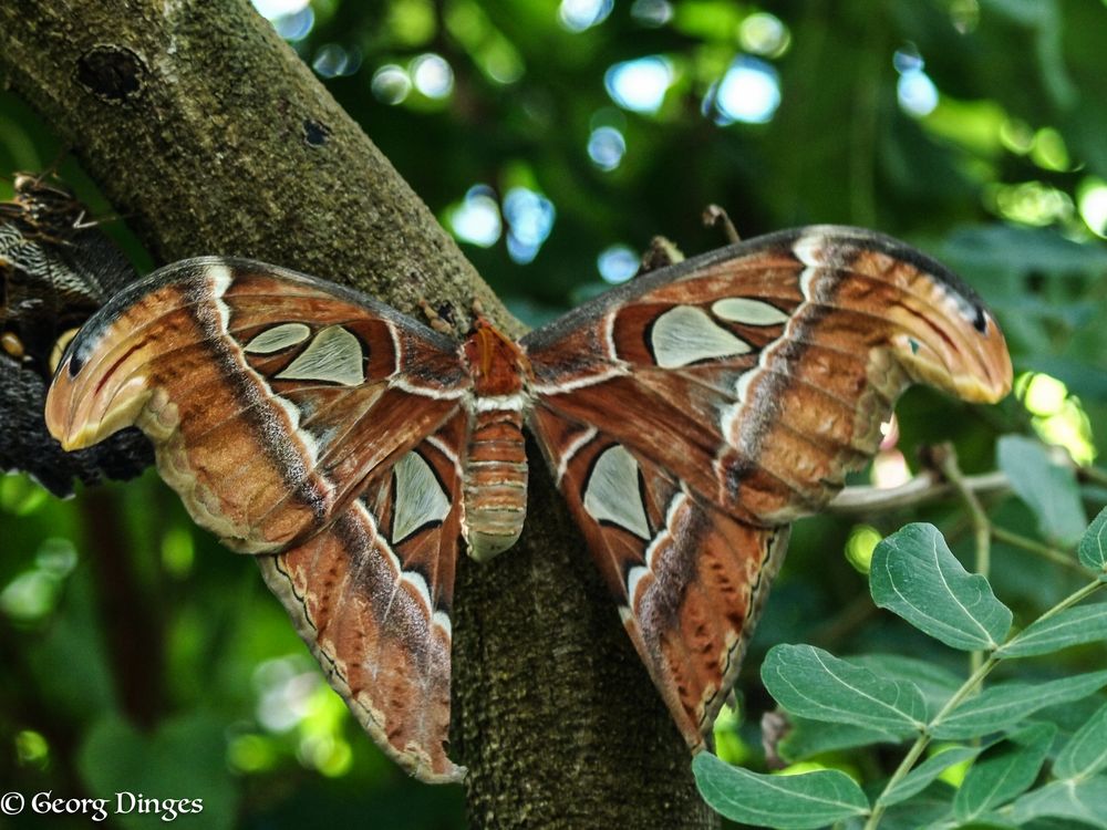 Atlasspinner Attacus atlas  25.10.13 