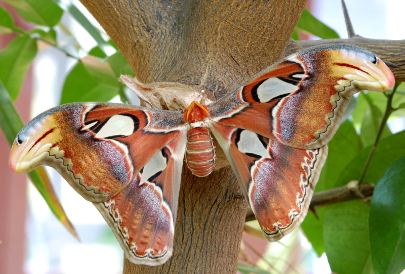 Atlasspinner (Attacus atlas)