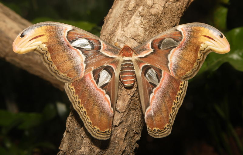 Atlasspinner (Attacus atlas)