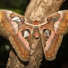 Atlasspinner (Attacus atlas)