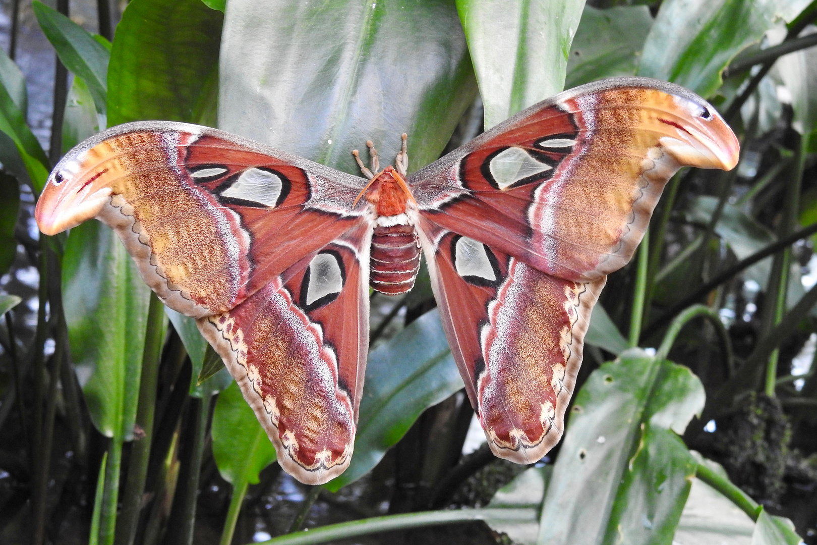 Atlasspinner (Attacus atlas)