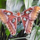 Atlasspinner (Attacus atlas)