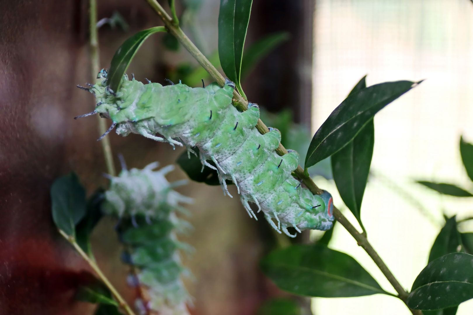 Atlasspinner (Attacus atlas)