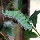 Atlasspinner (Attacus atlas)