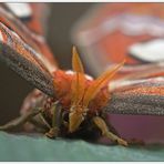 Atlasspinner (Attacus atlas)