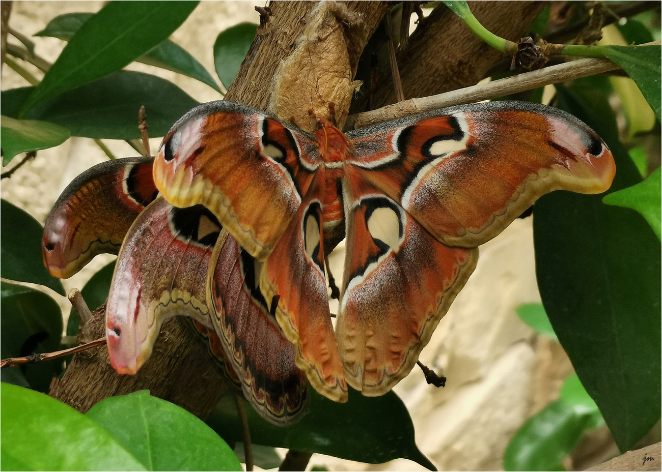 Atlasspinner - Attacus atlas 