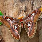 Atlasspinner (Attacus atlas)