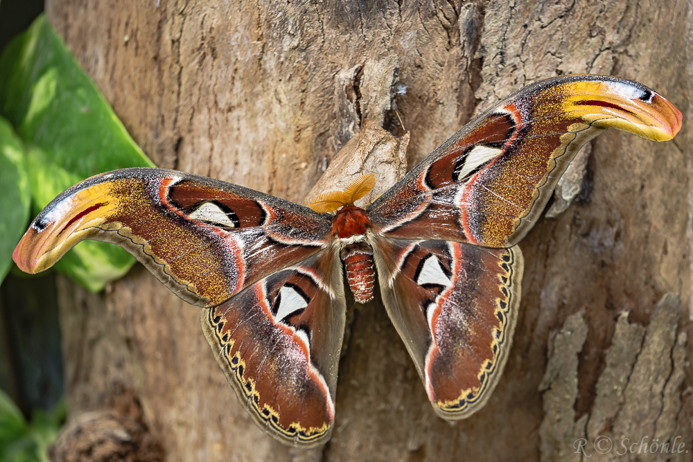 Atlasspinner Attacus Atlas Foto Bild Natur Teneriffa Nachtfalter Bilder Auf Fotocommunity