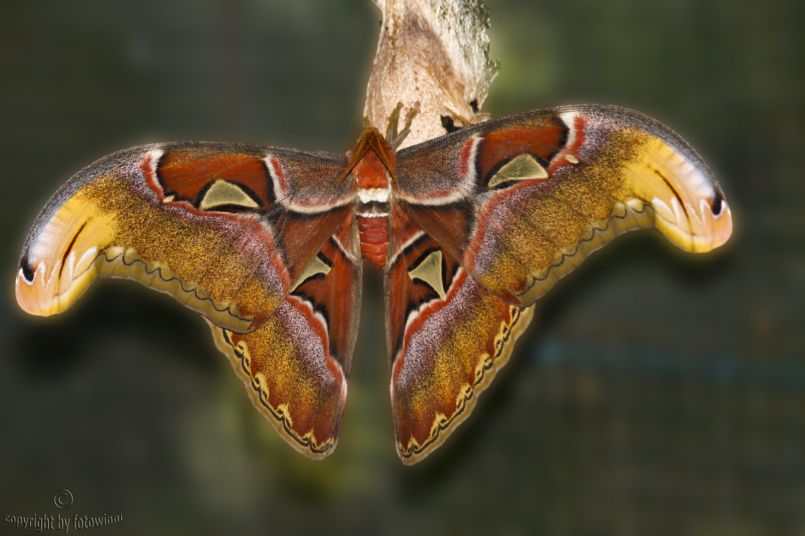 Atlasspinner - Attacus atlas