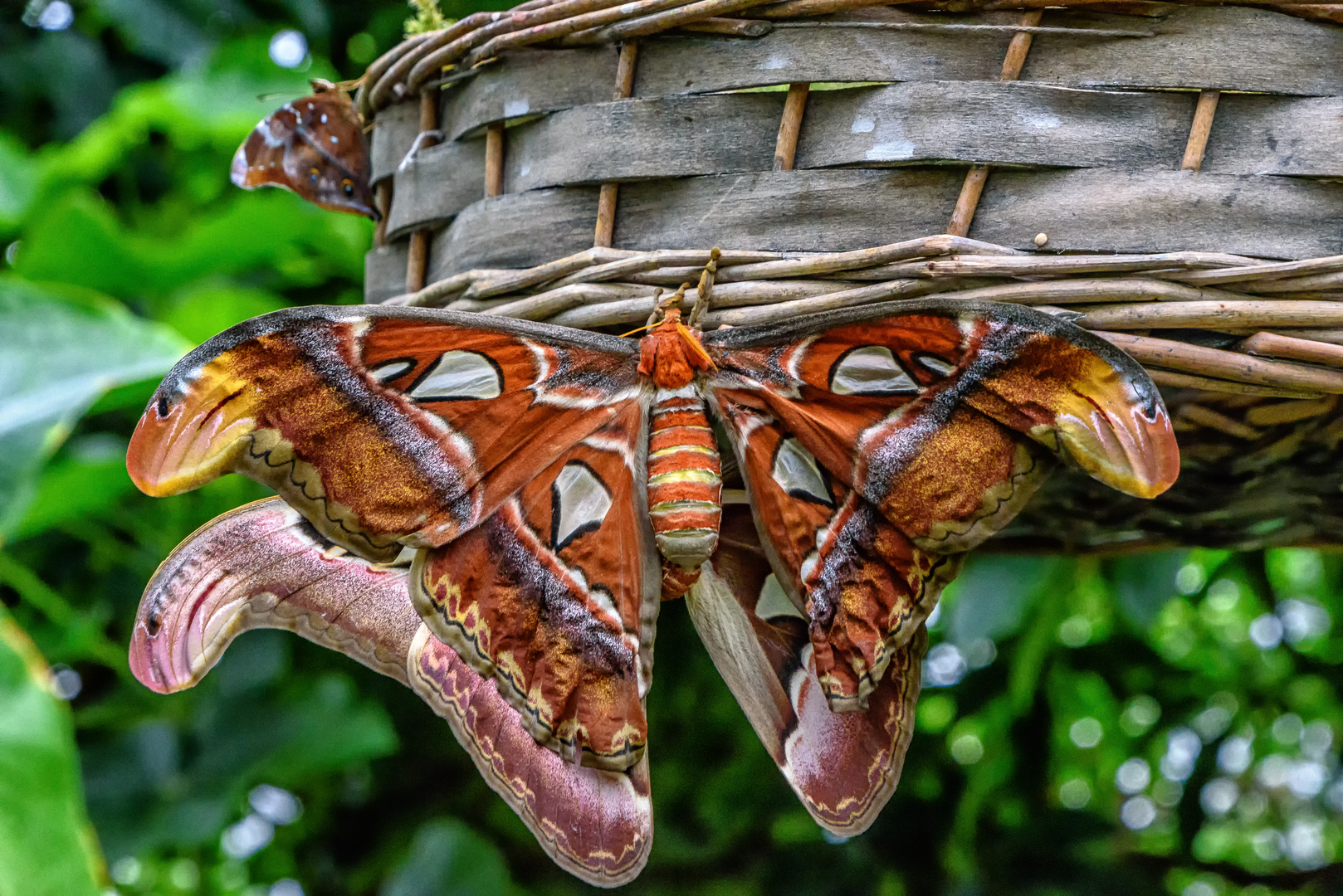 Atlasspinner (Attacus atlas) - Botanischer Garten München-Nymphenburg