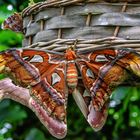 Atlasspinner (Attacus atlas) - Botanischer Garten München-Nymphenburg