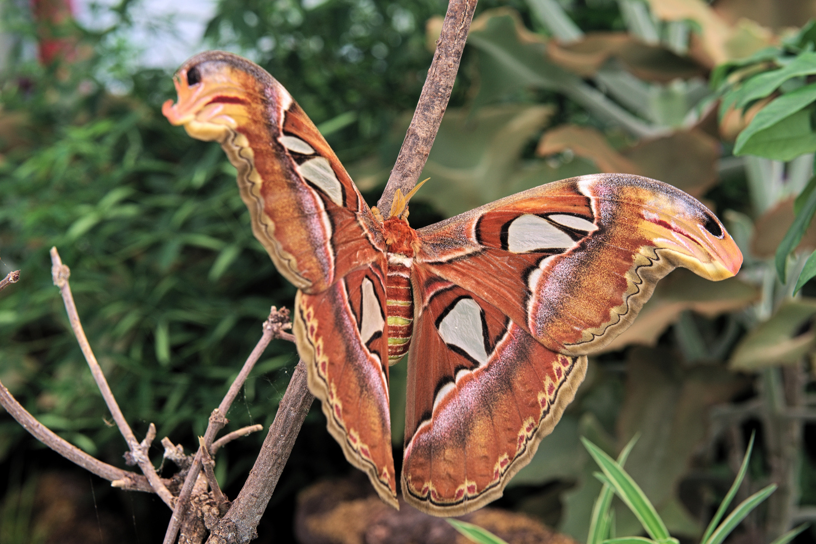 Atlasspinner ( Attacus atlas )