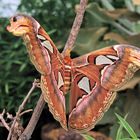 Atlasspinner ( Attacus atlas )