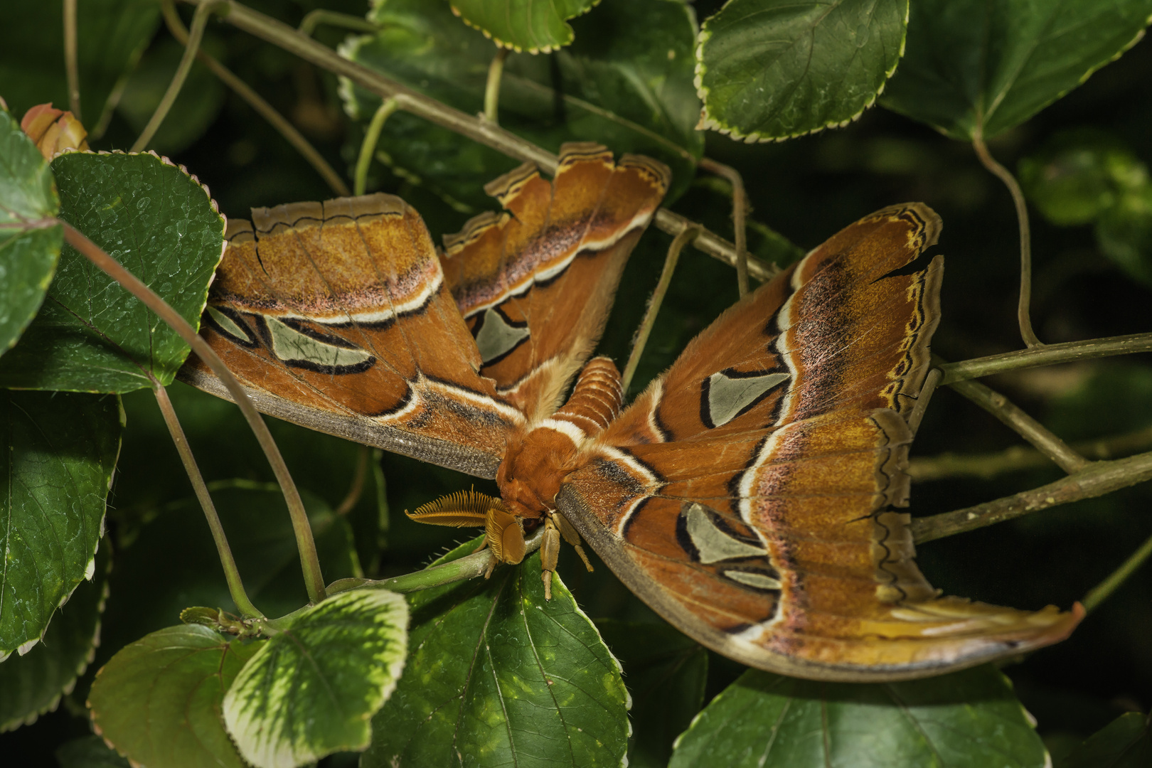 Atlasspinner (Attacus atlas) - I