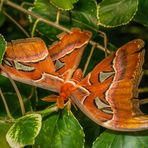 Atlasspinner (Attacus atlas) - I