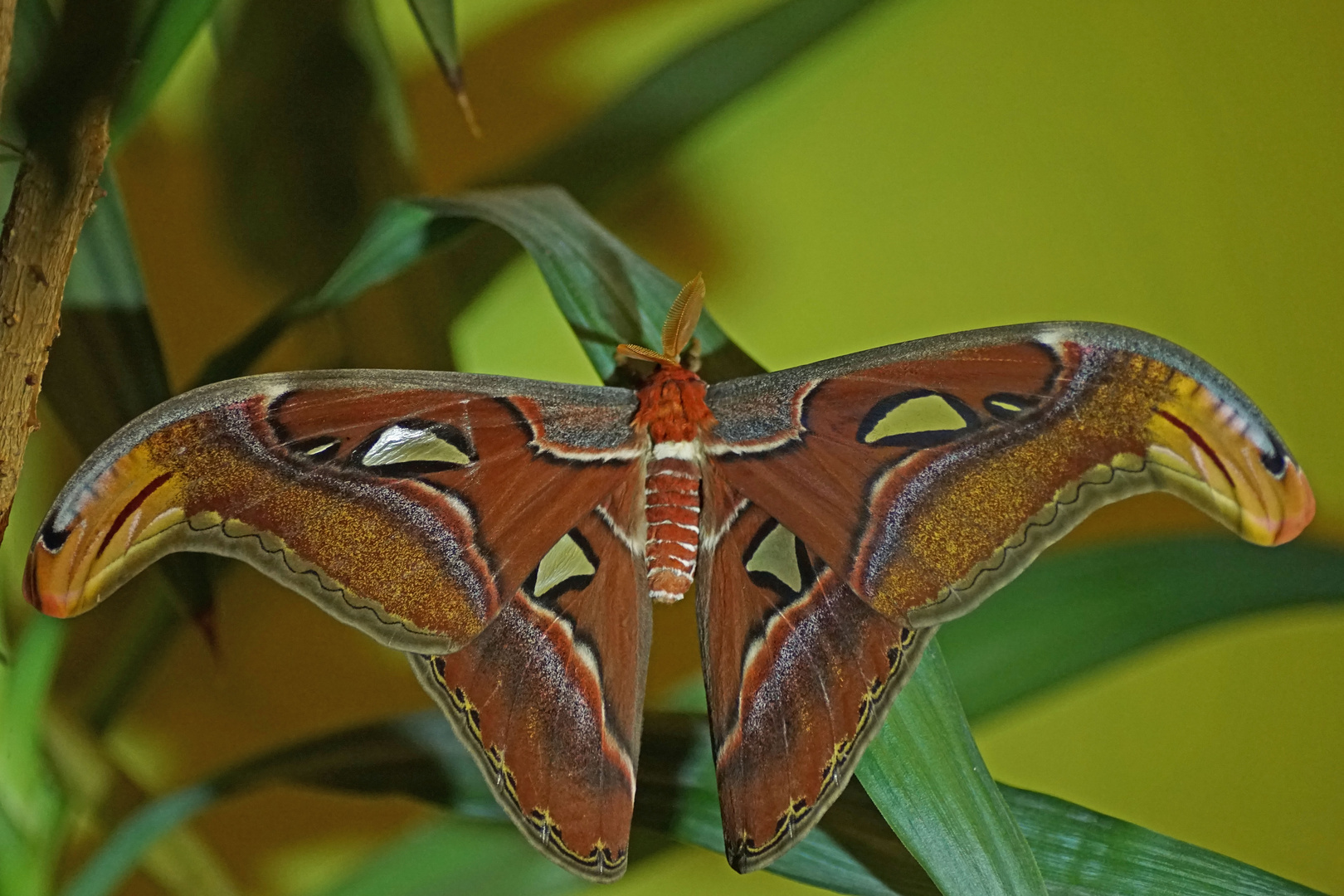 Atlasspinner (Attacus atlas), Männchen