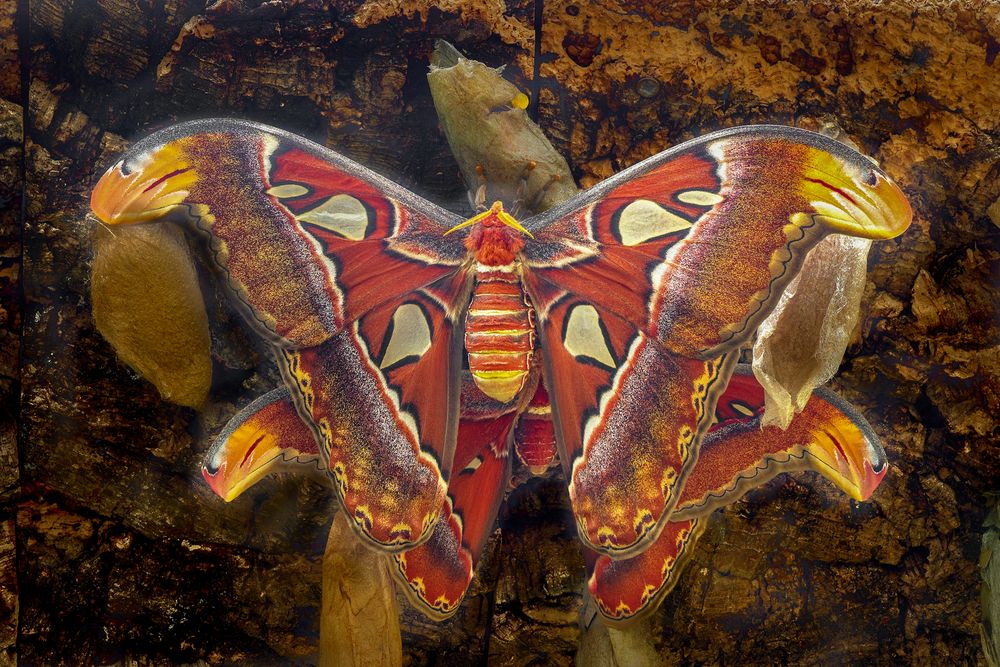 Atlasspinner bei der Paarung Foto & Bild | tiere, wildlife ...