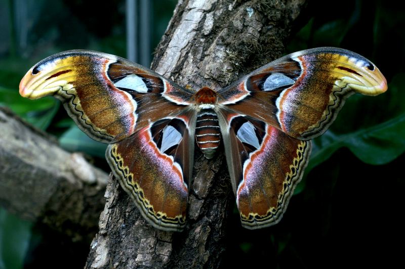 Atlasspinner breitet seine Flügel aus