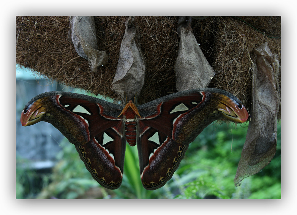 Atlasspinner größter Schmetterling der Welt Foto & Bild tiere, zoo, wildpark & falknerei