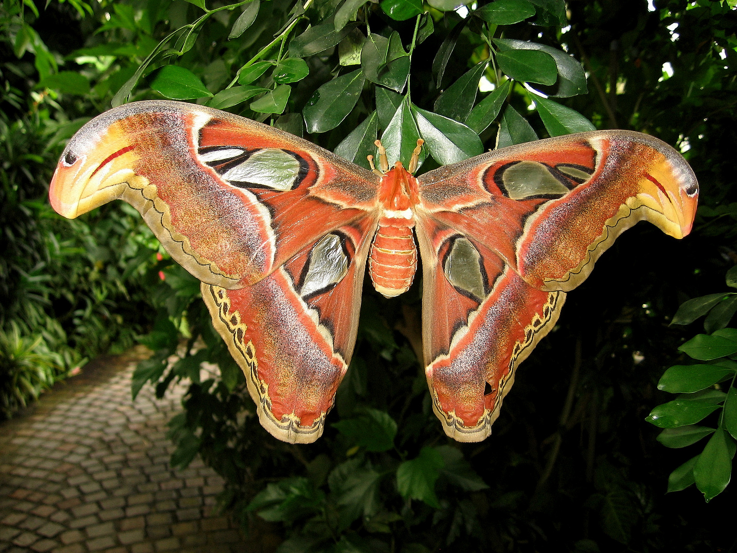 Atlasspinner im Schmetterlingshaus