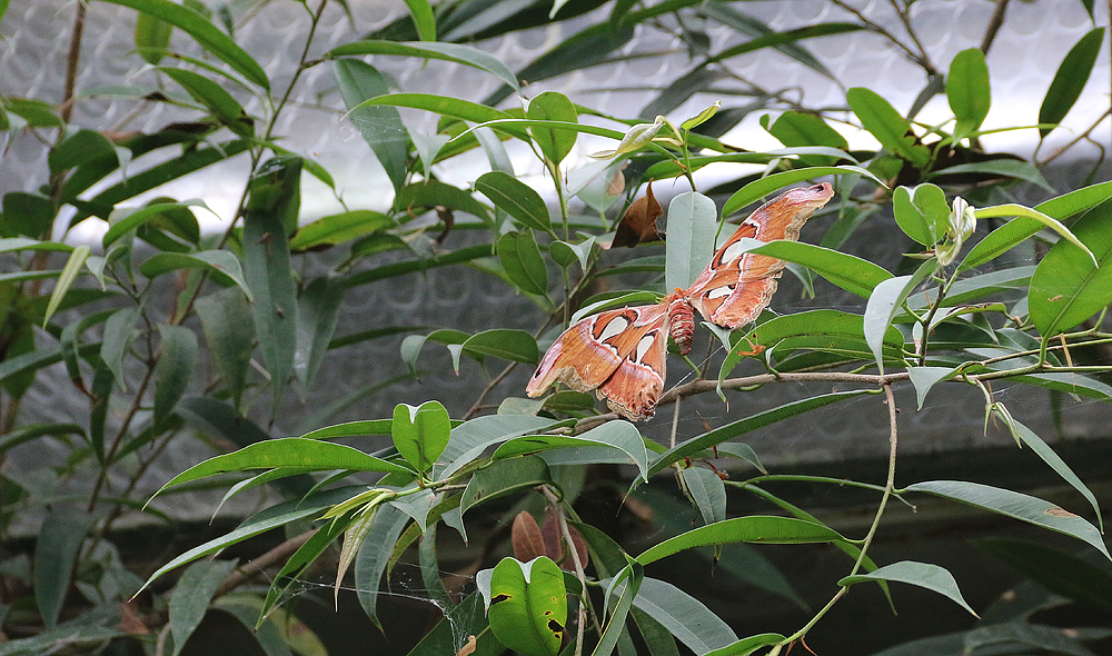 Atlasspinner im Schmetterlingspark Wittenberg