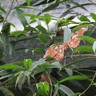 Atlasspinner im Schmetterlingspark Wittenberg