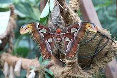 Atlasspinner in der Biosphäre Potsdam