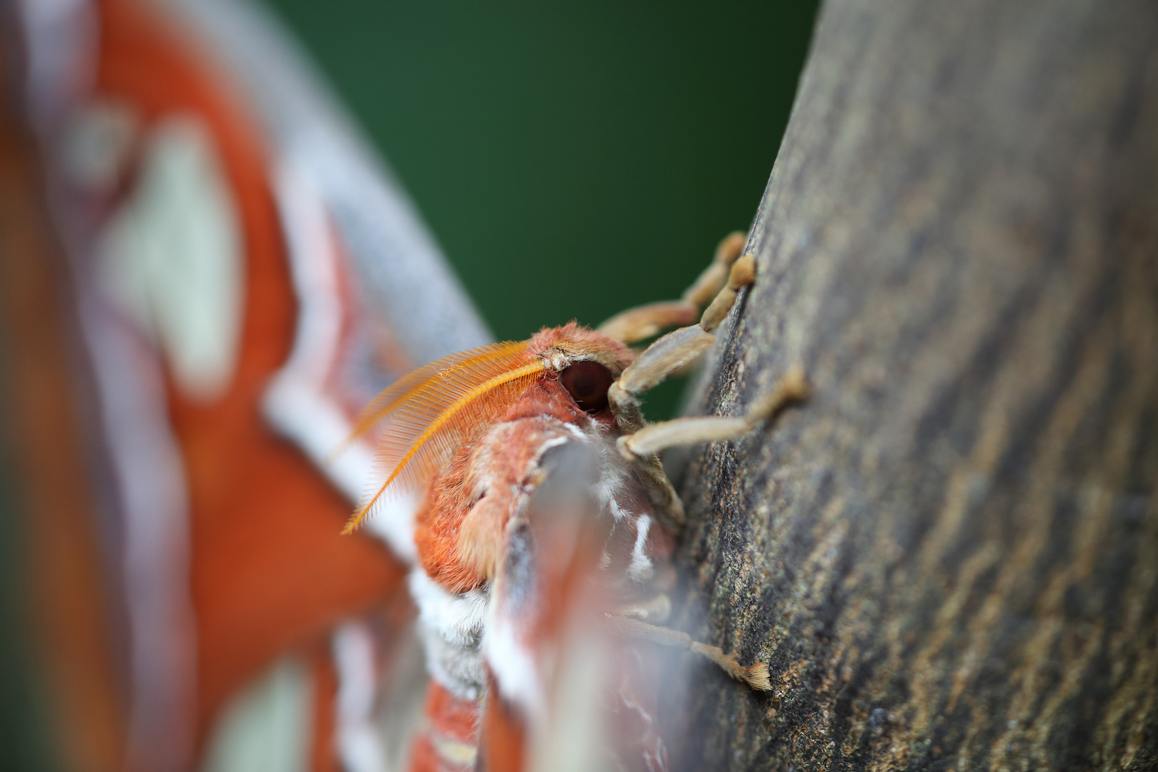 Atlasspinnerportrait