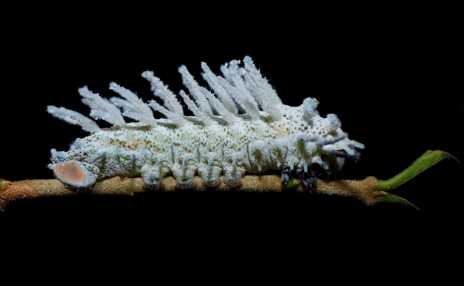 Atlasspinnerraupe (Attacus atlas)