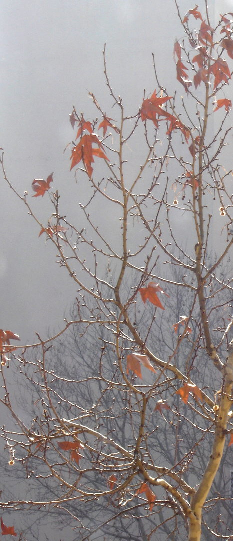 Atmosfera d'autunno