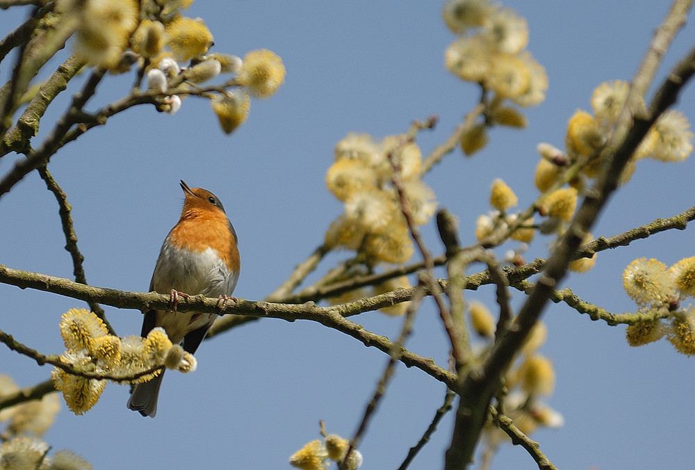 atmosphère de printemps