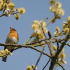 atmosphère de printemps