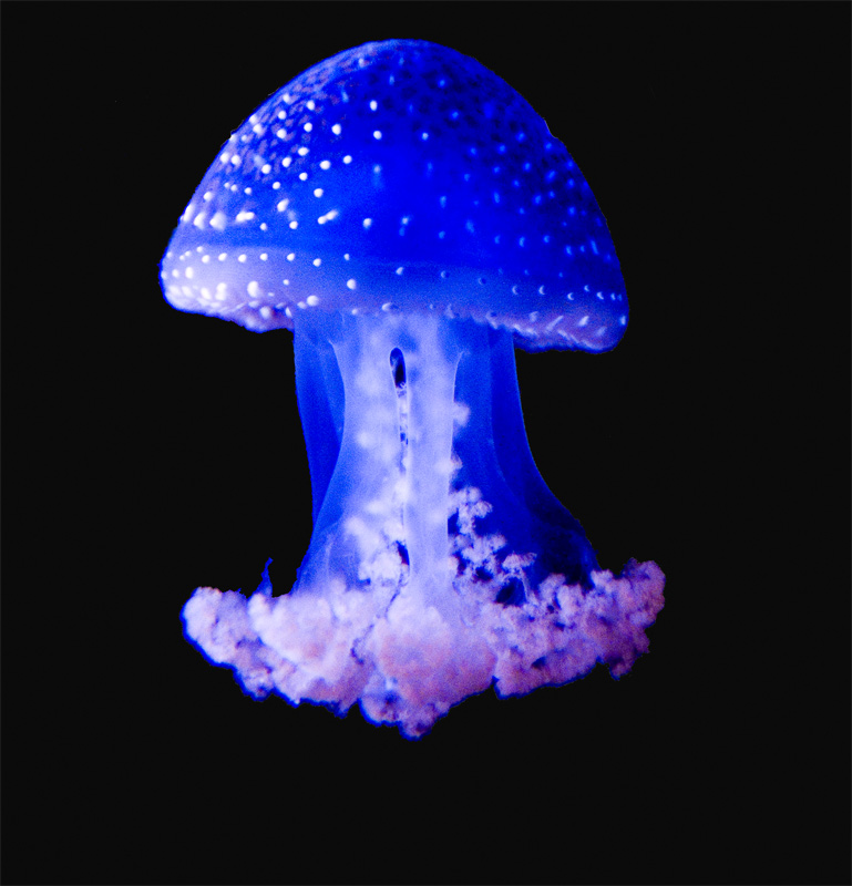 Atompilz ??? Foto & Bild | tiere, zoo, wildpark ...
