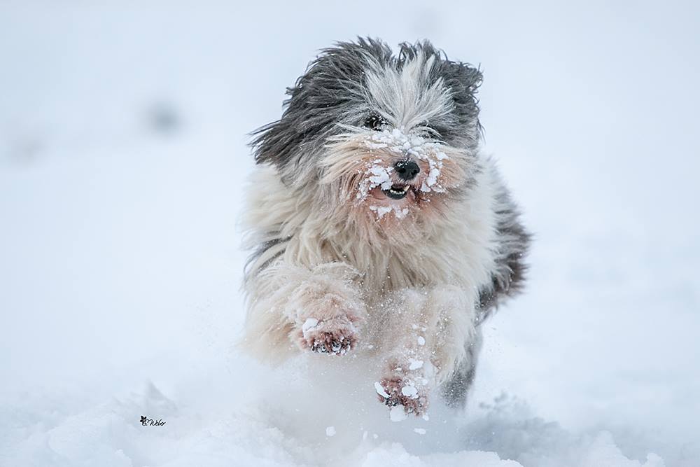 Atosz im Schnee