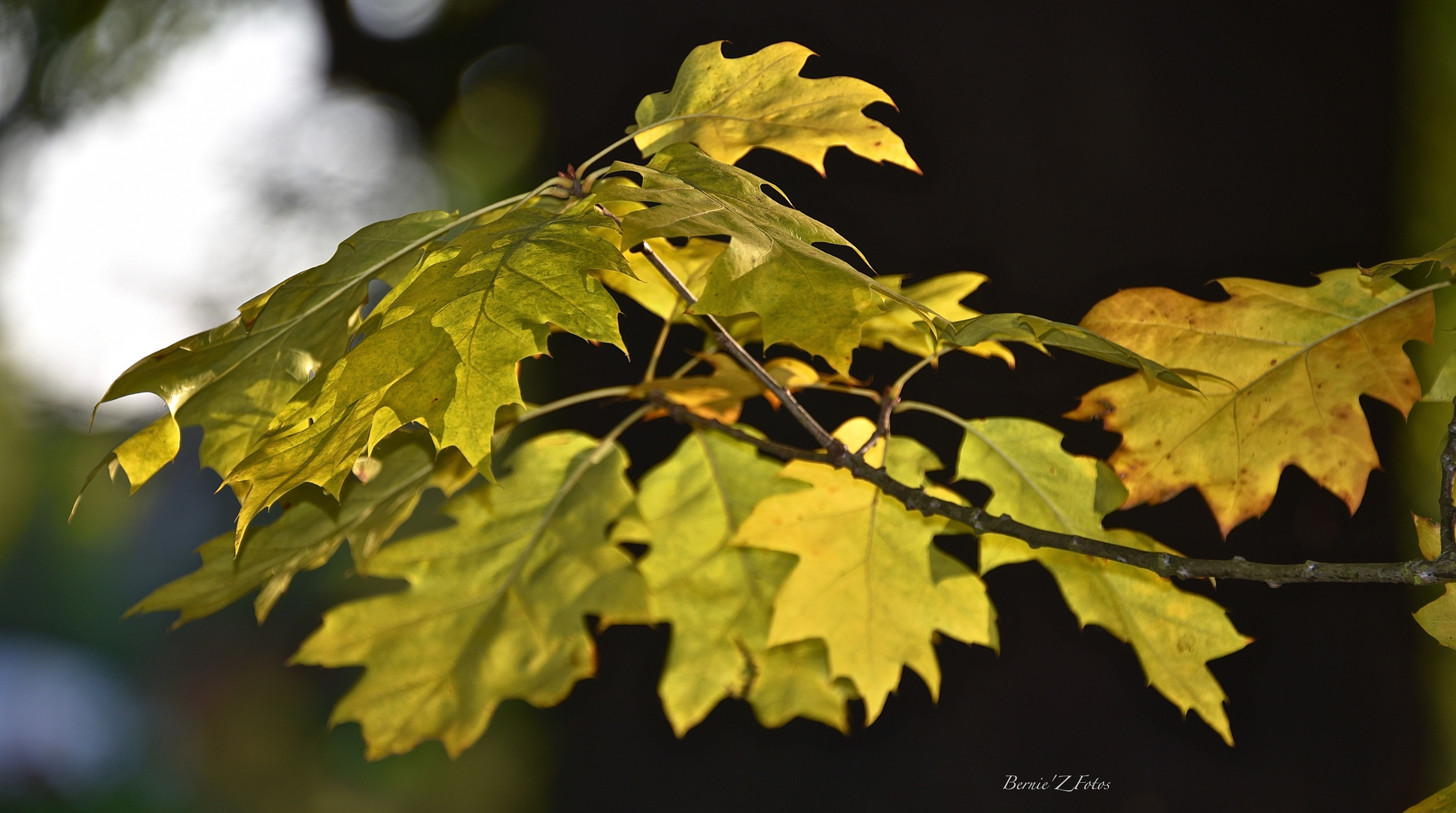 Atout jaune