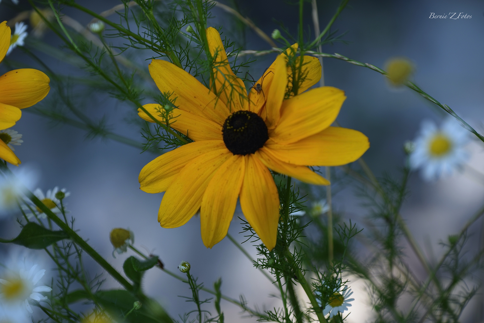 Atout jaune