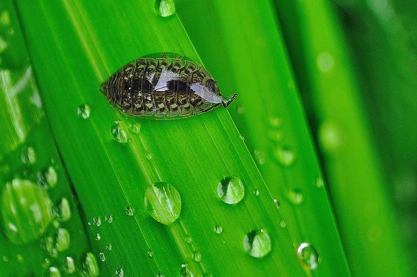 Atrapada en una gota