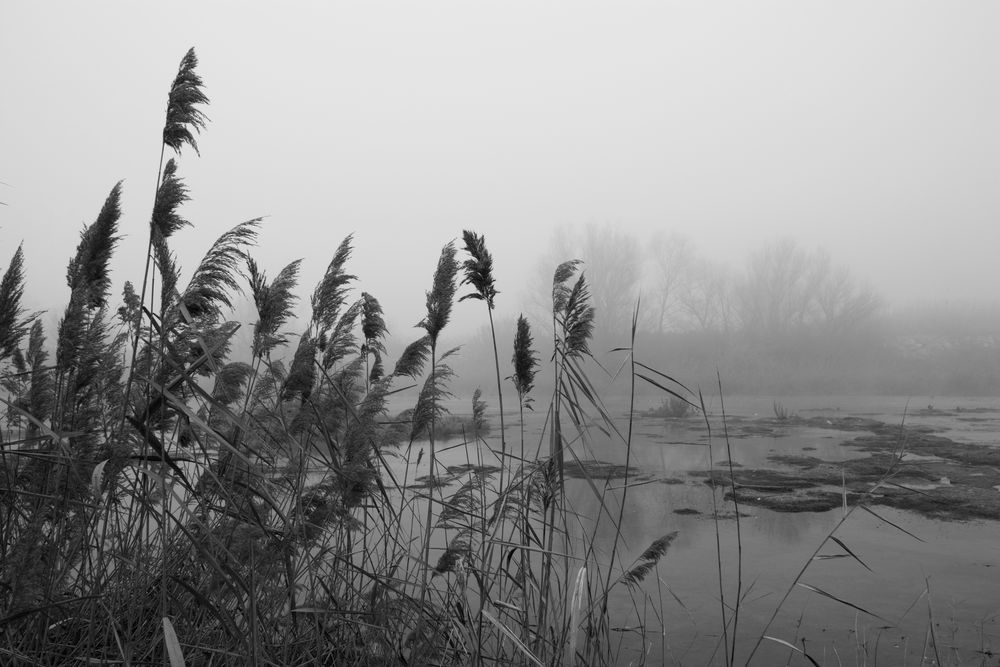 Atrapado en la niebla (Dedicada a Ricard de Decopixel)