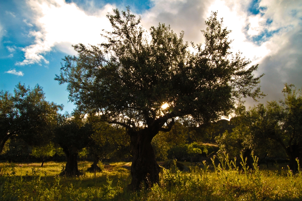 Atraves del olivo