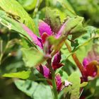 Atriplex prostrata- Melde ?