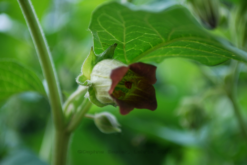 Atropa Belladonna