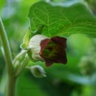 Atropa Belladonna